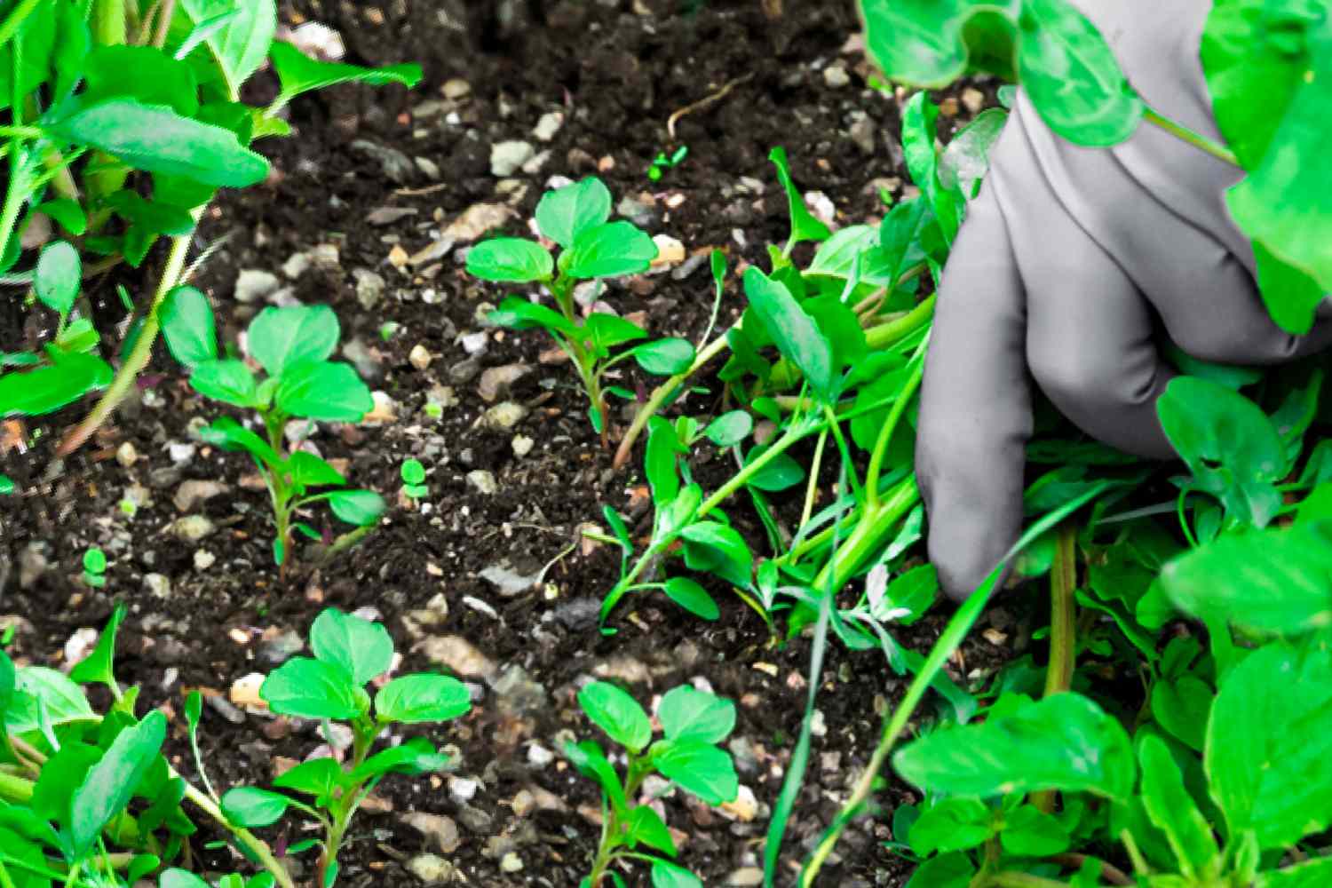 personne arrachant les mauvaises herbes à la main