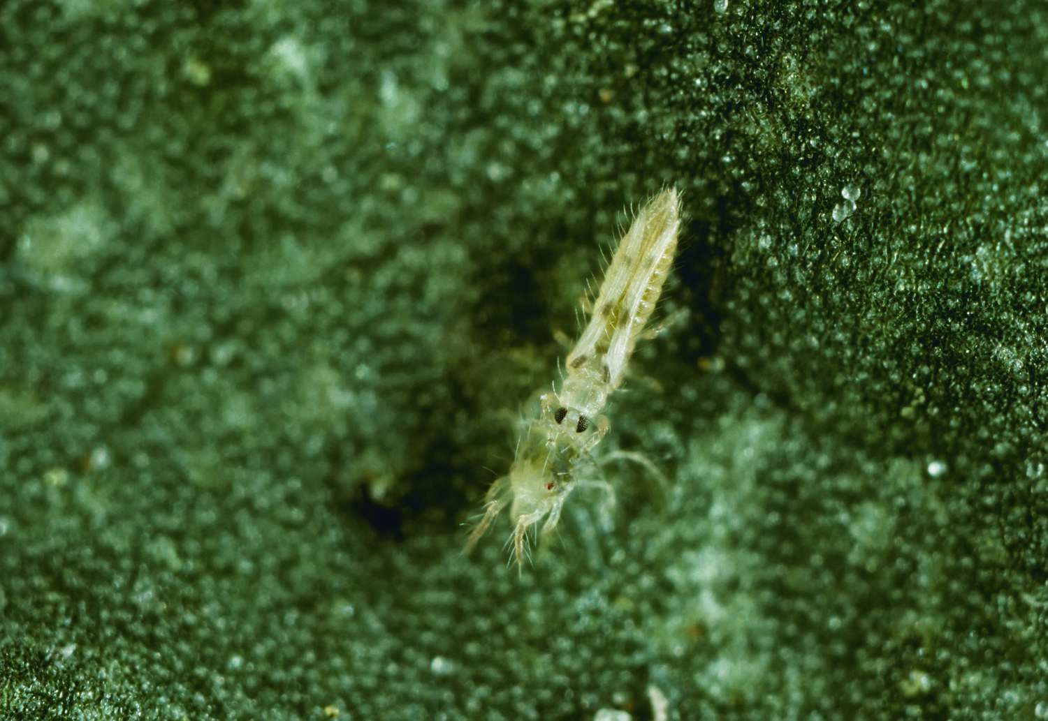 Agriculture - Thrips à six taches (Scolothrips sexmaculatus) adulte dévorant un acarien (10X).