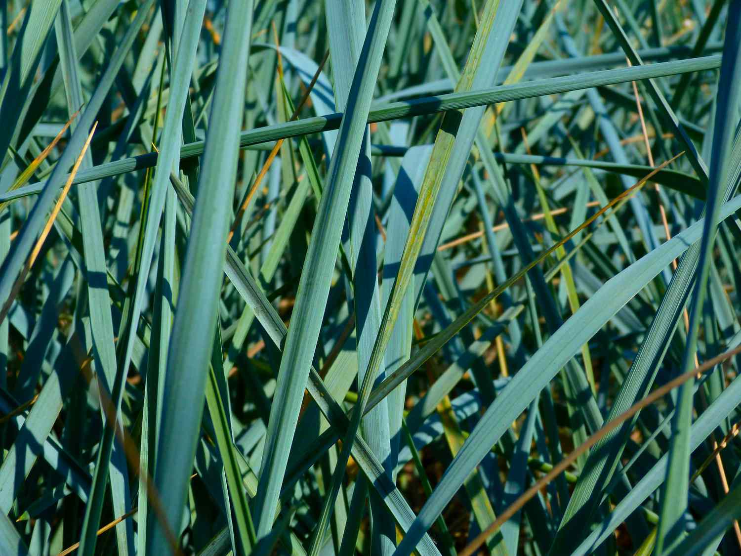 Gros plan de la dune bleue ou de l'herbe de Lyme avec des brins d'herbe tranchants