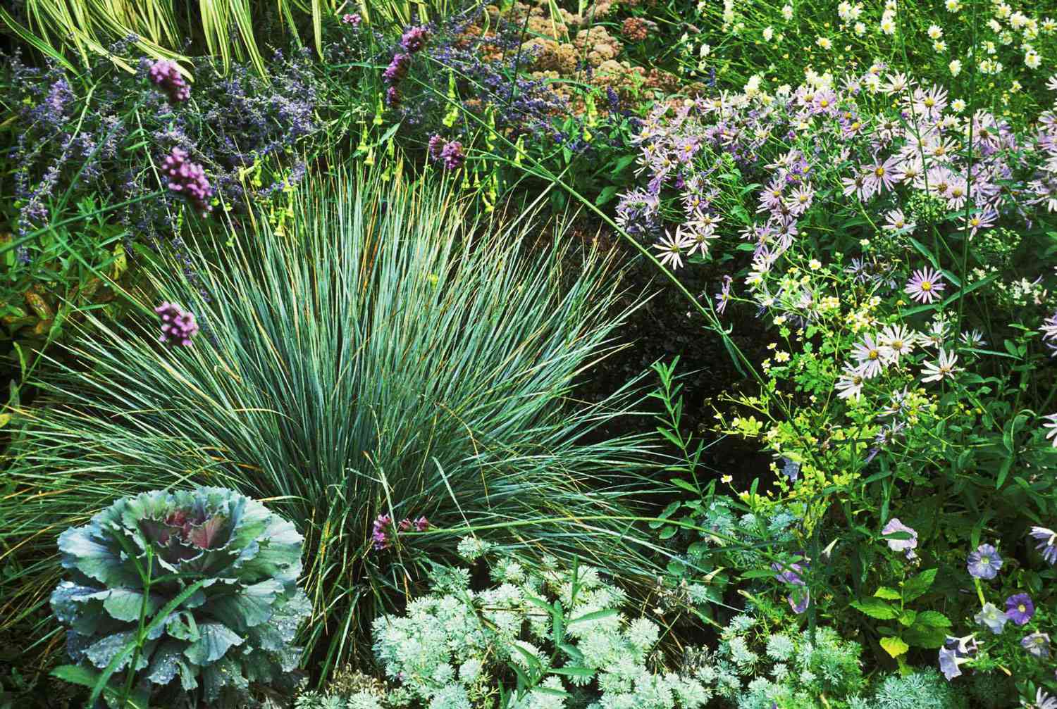 Herbe à l'avoine bleue