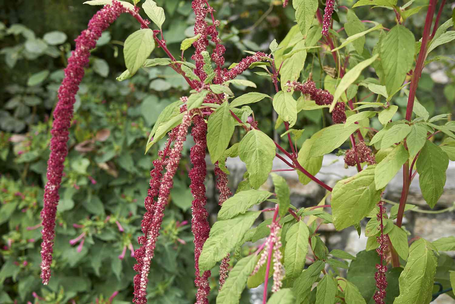 Amaranthus caudatus