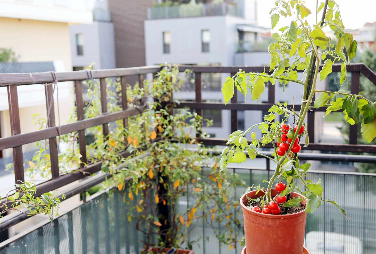 Plants de tomates sur une terrasse.