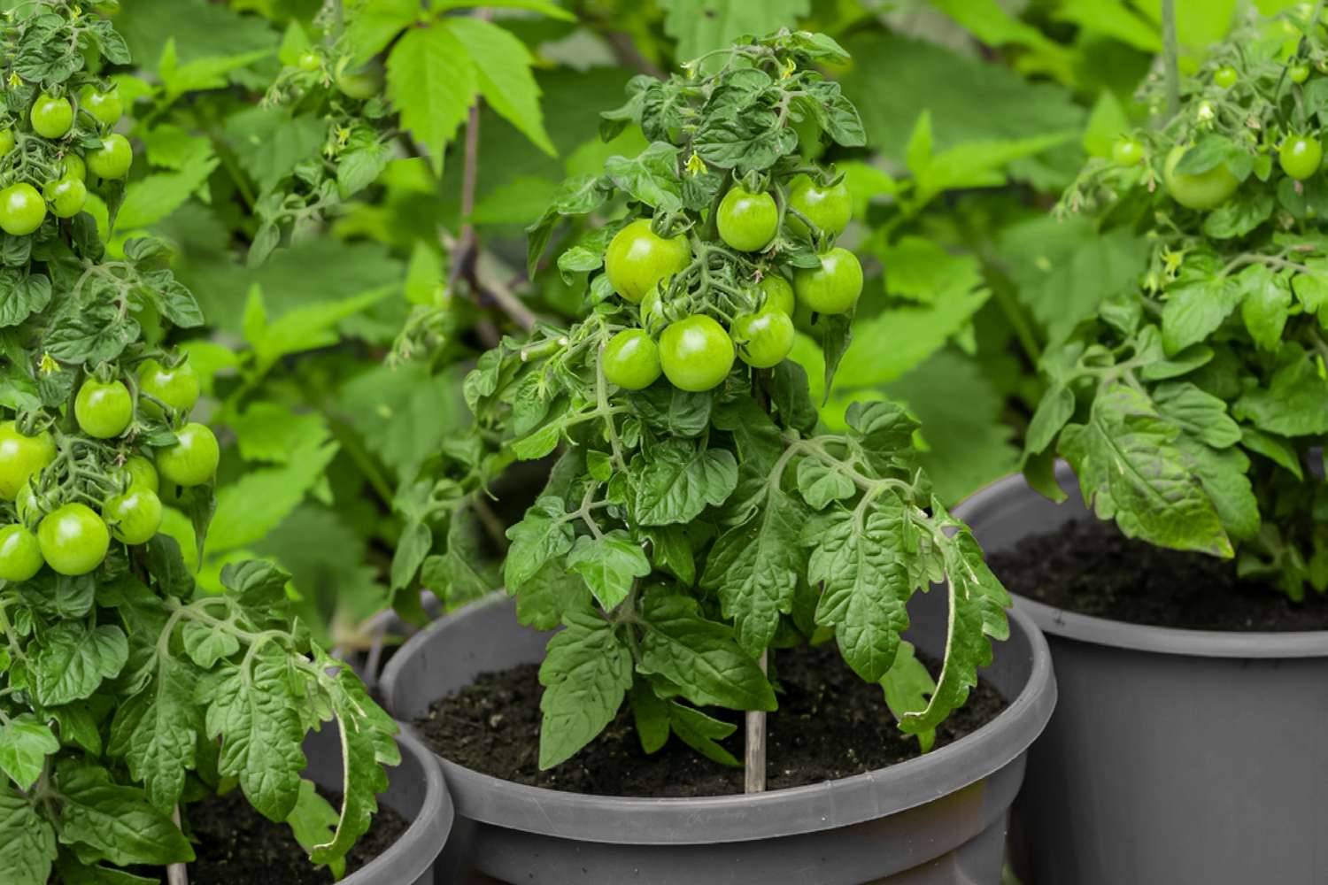 planter des tomates dans des conteneurs profonds