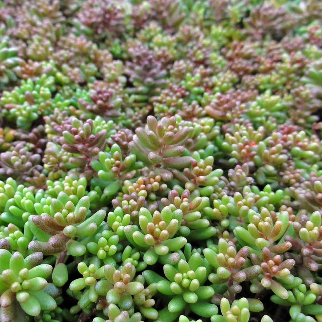 Sedum blanc avec des couleurs vertes et violettes