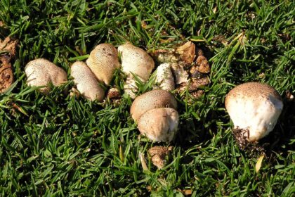 Des champignons dans votre pelouse ? Un signe positif, selon un expert en jardinage.