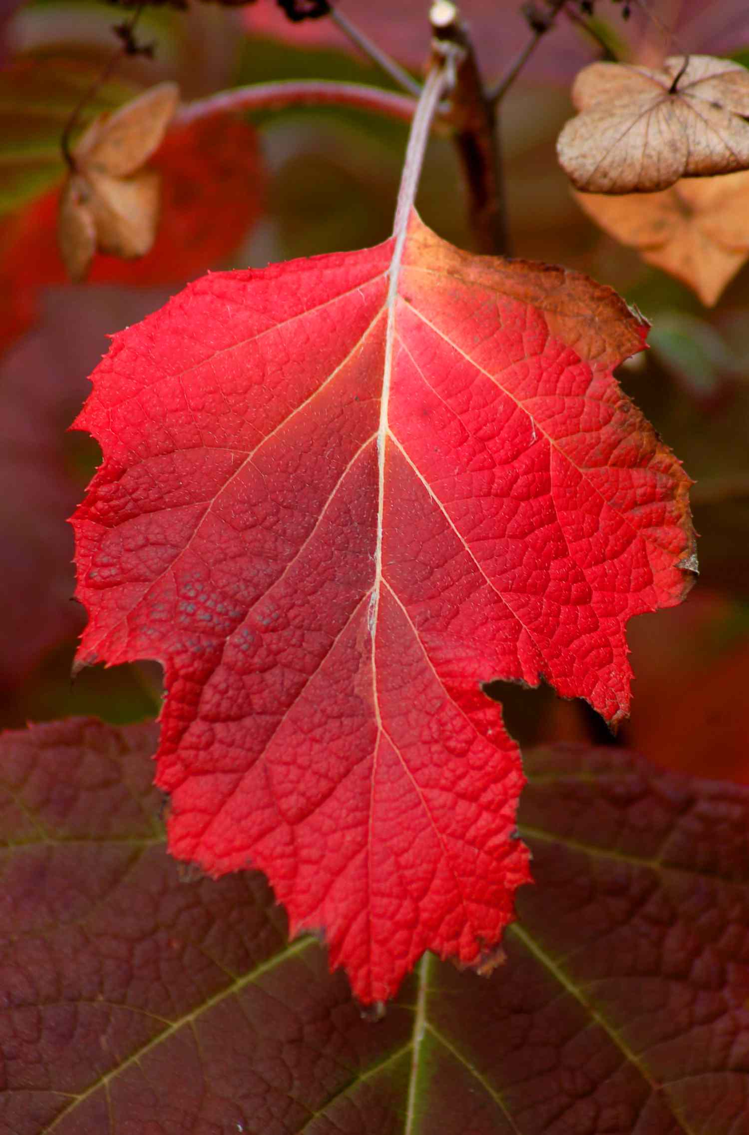 Hortensia à feuilles de chêne