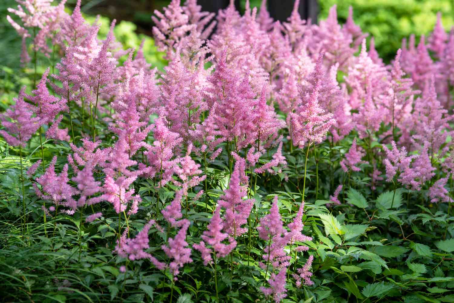 Astilbe avec des fleurs en plume rose dans le jardin