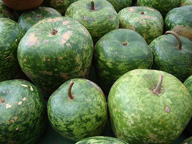 pomme gourde