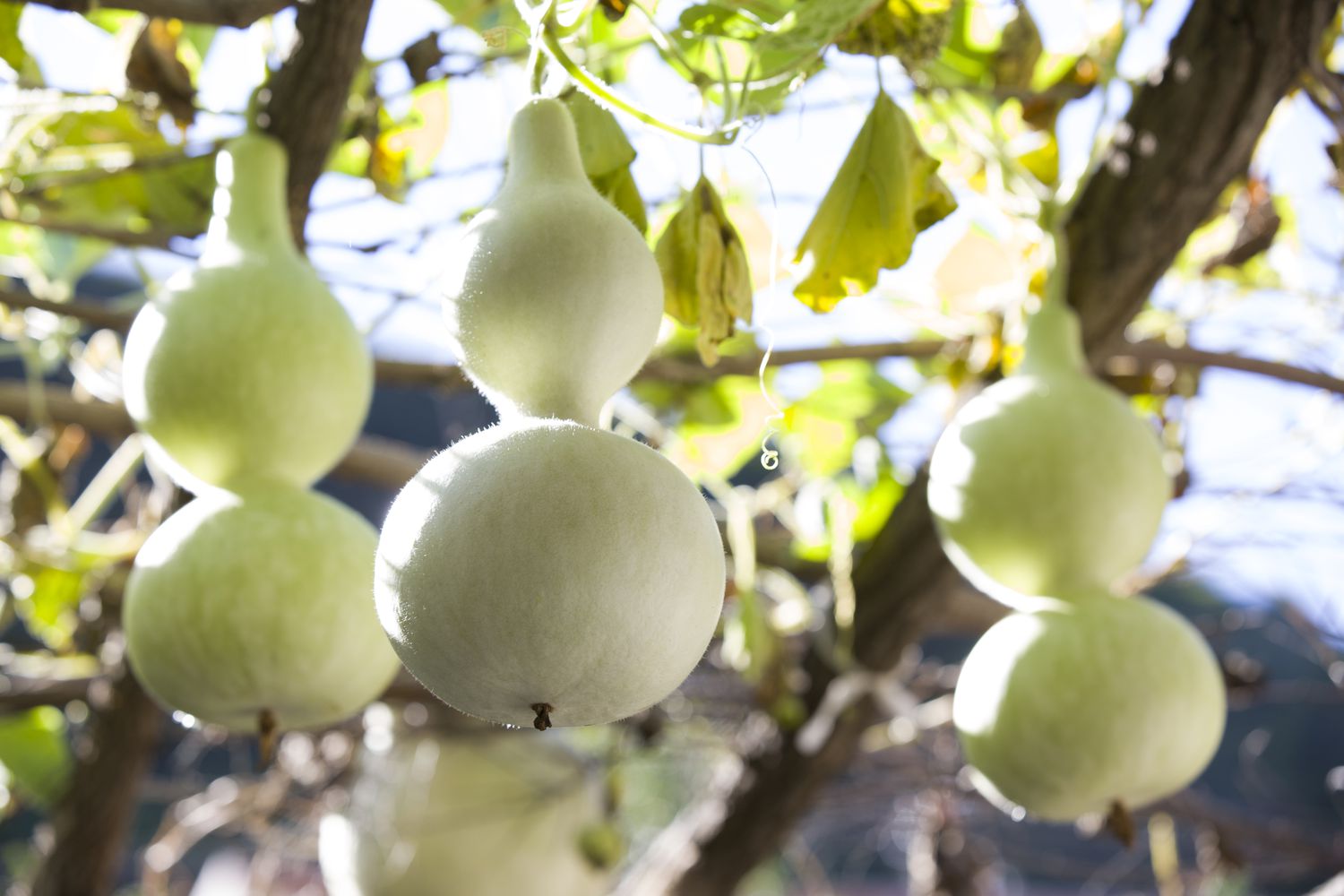 Gourde bouteille (Lagenaria siceraria)