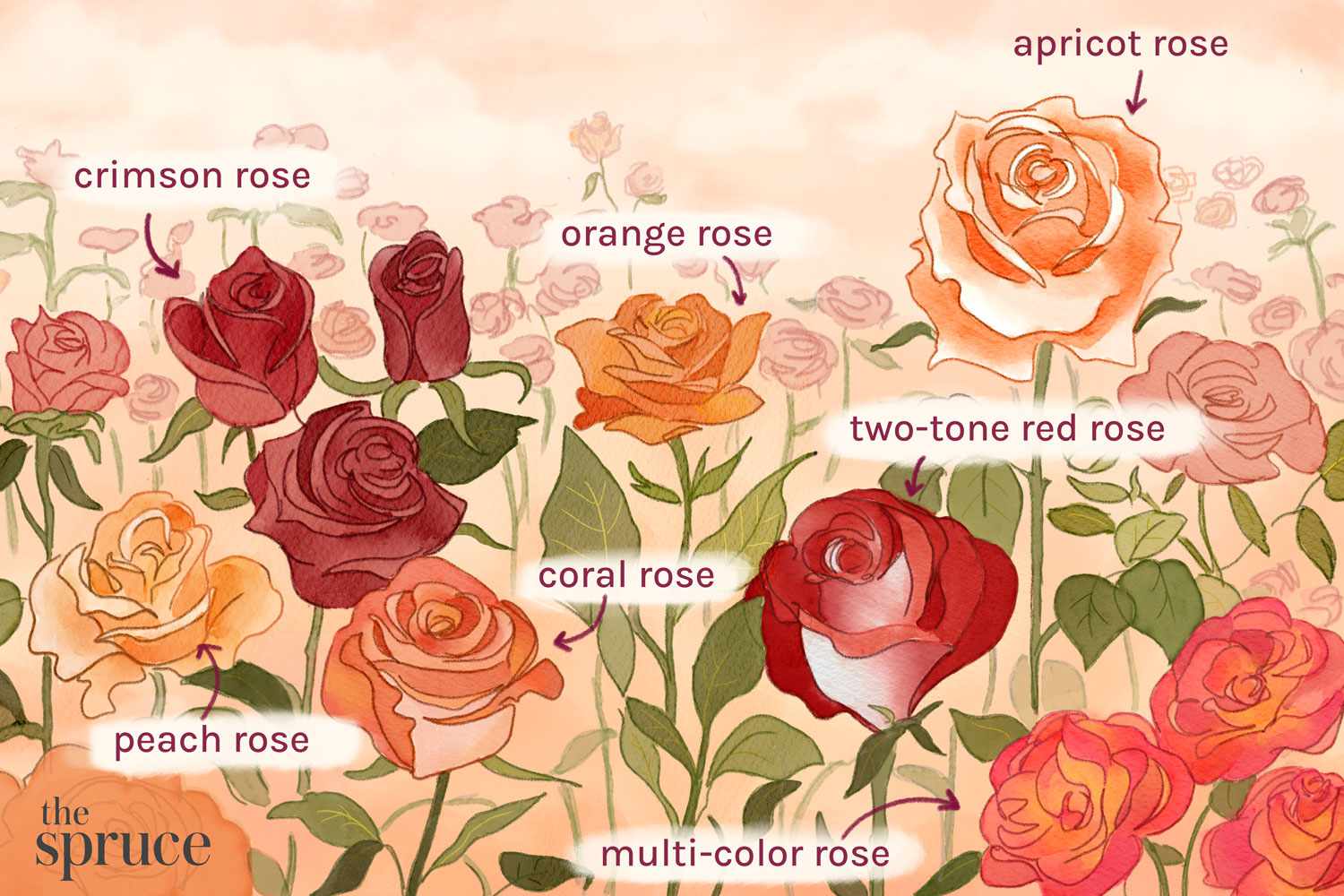 types de roses de jardin