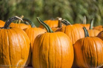 7 Astuces infaillibles pour faire durer les citrouilles toute la saison sans qu’elles ne pourrissent