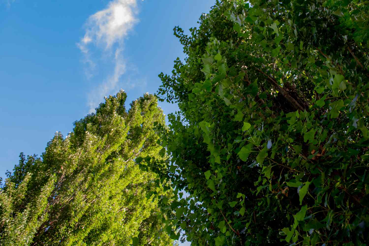 Arbres de peuplier de Lombardie contre le ciel bleu avec des branches poussant vers le haut