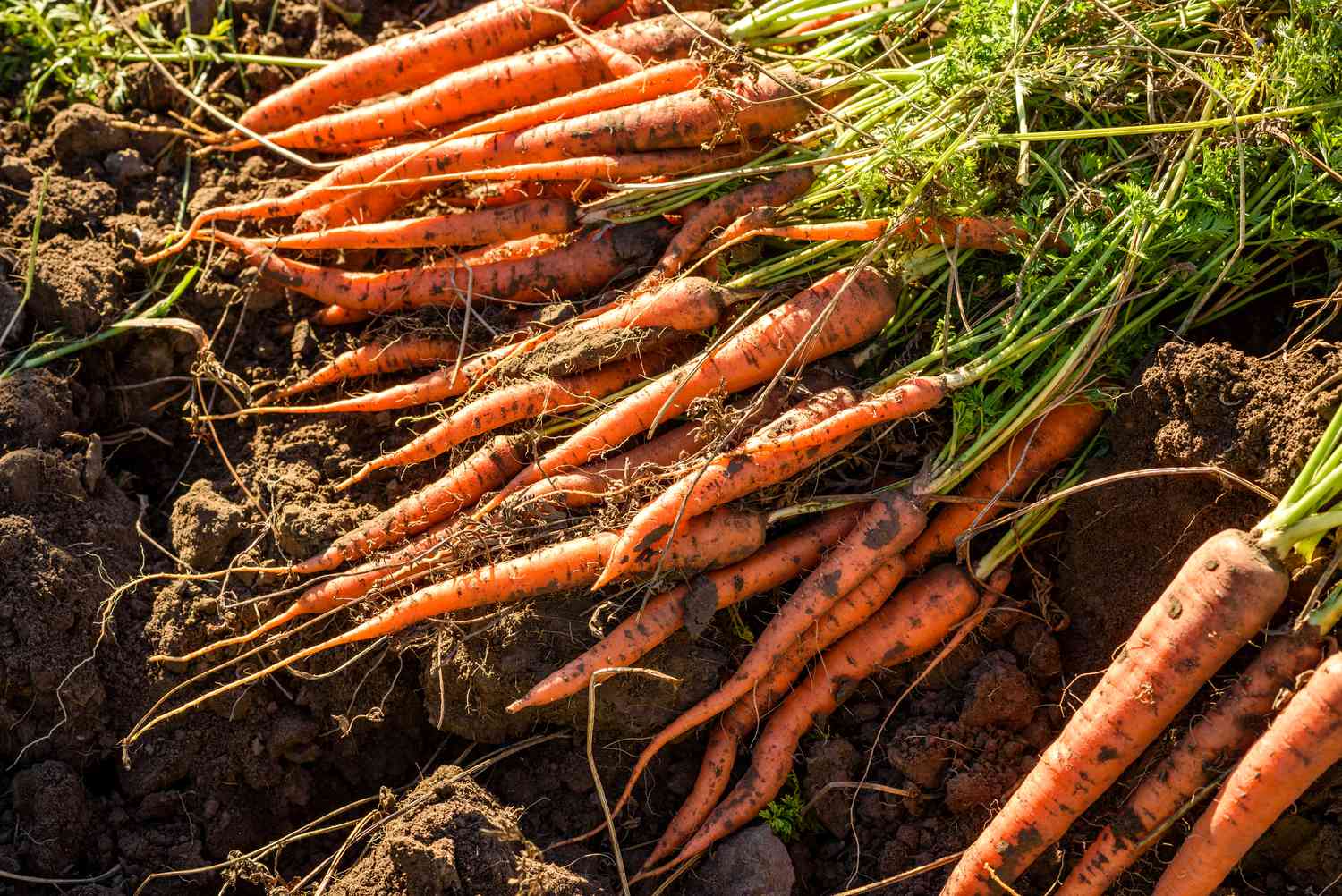 Carottes en terre