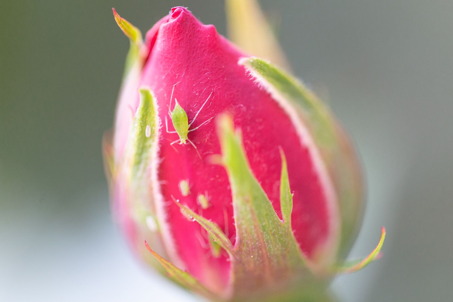 Aphide sur un bouton de rose
