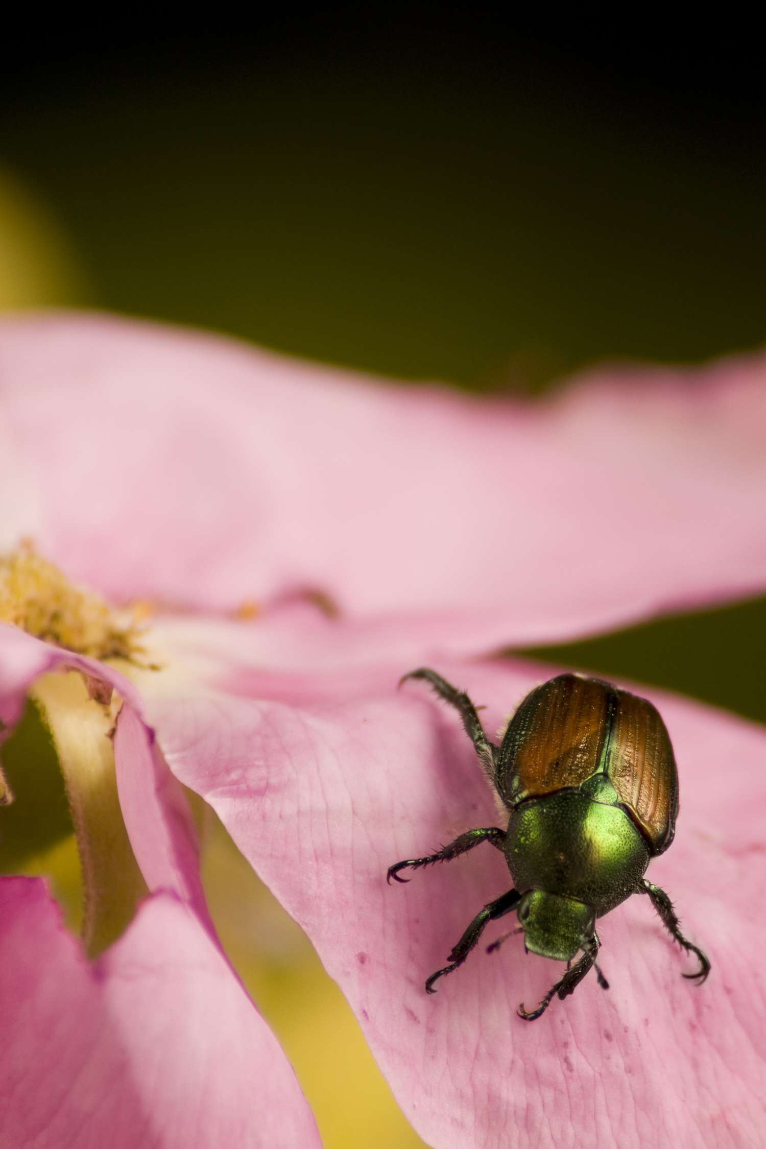 Scarabe japonais mangeant une rose