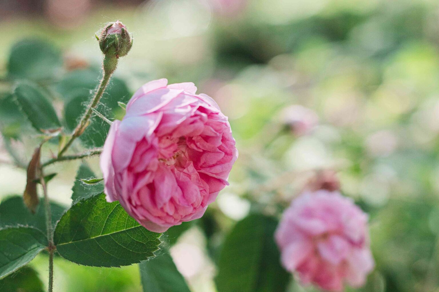 Comment cultiver et entretenir des roses thé hybrides