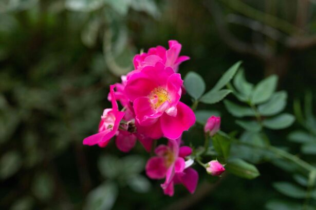 Comment cultiver et entretenir les rosiers rugosa