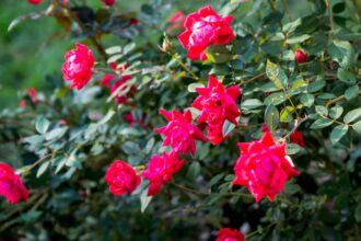 10 Variétés de Roses Parfumées à Planter