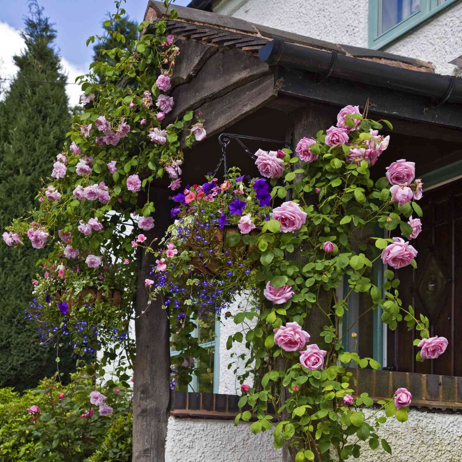 Rosier May Queen avec des fleurs roses