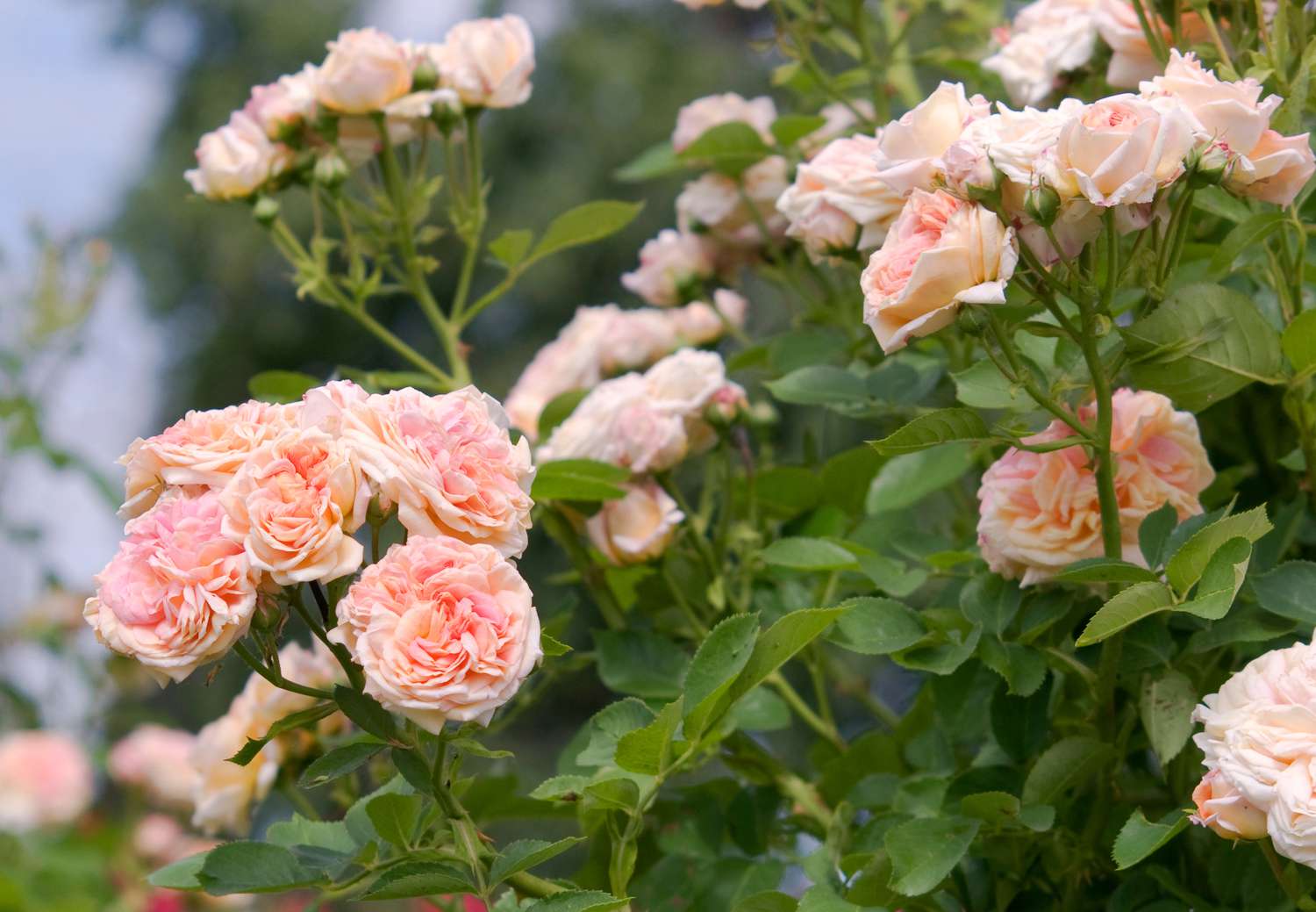 Rosier Alchymist avec des fleurs roses claires en gros plan