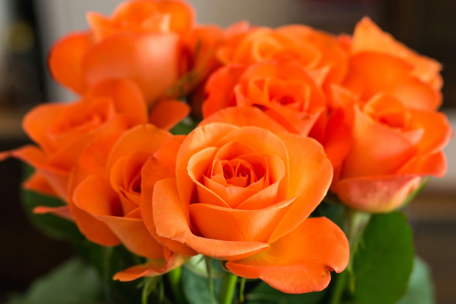 Roses orange