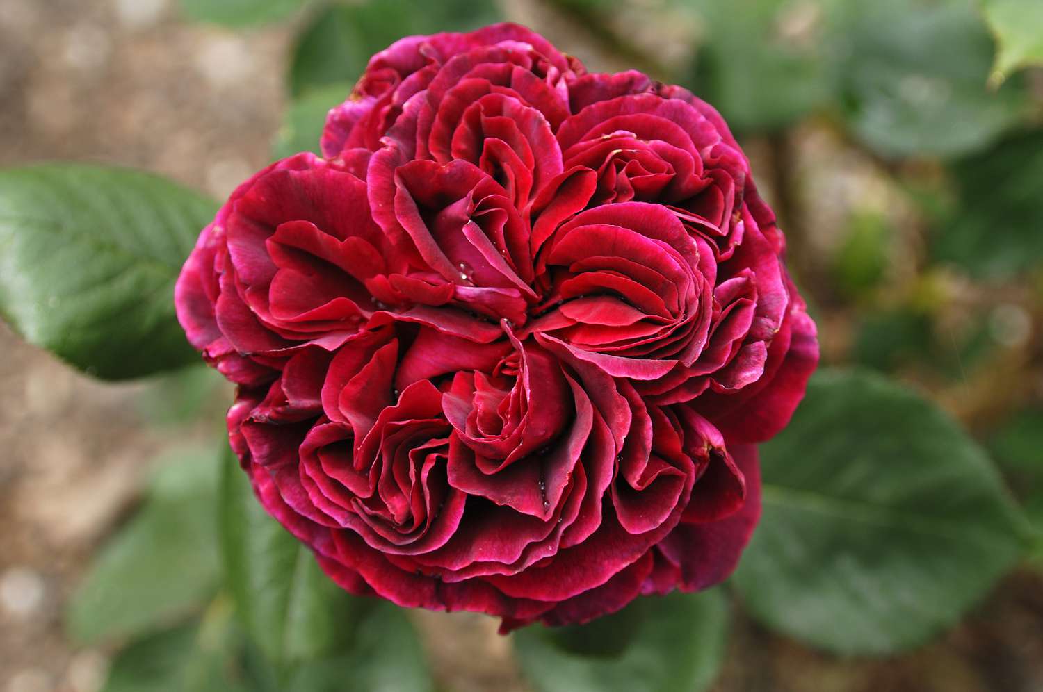 Rose falstaff