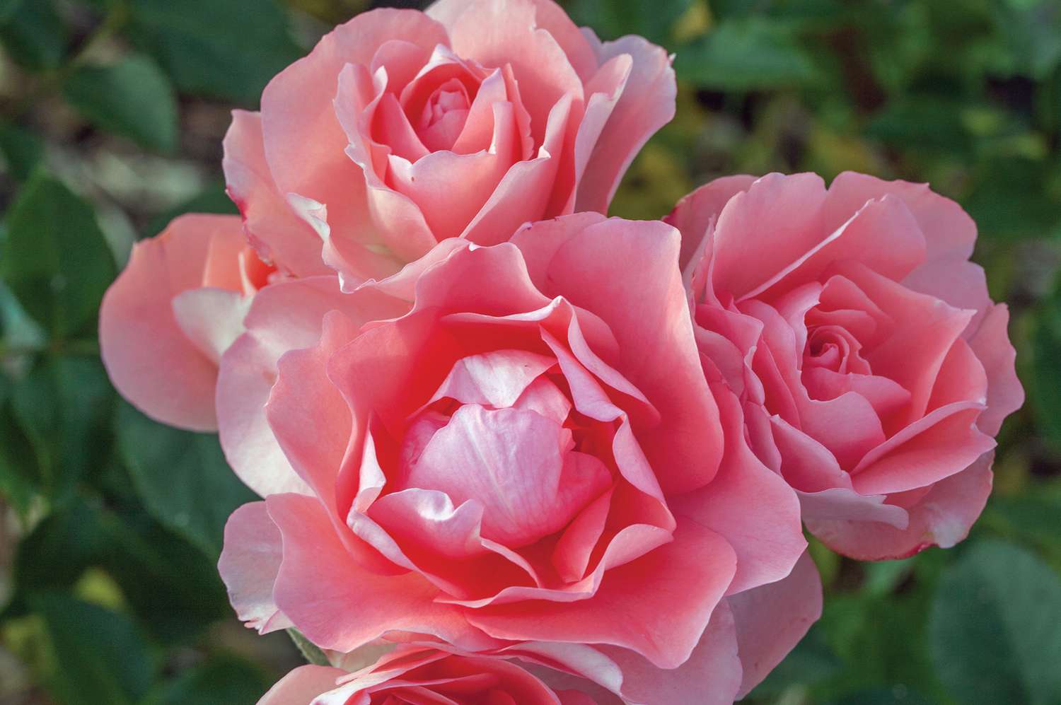 Roses Passionate Kisses ‘Meizebel’