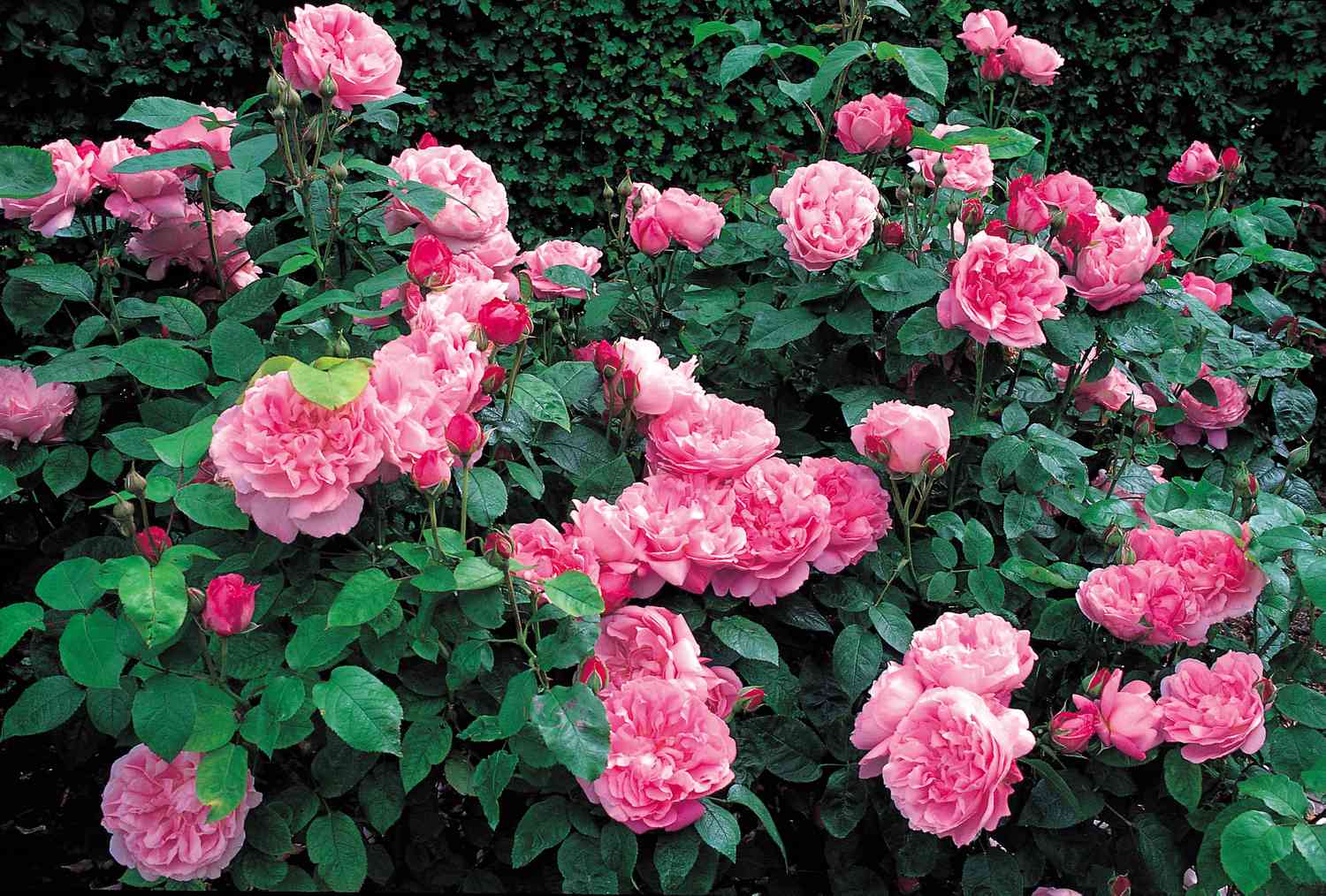 Roses Mary Rose® ‘Ausmary’