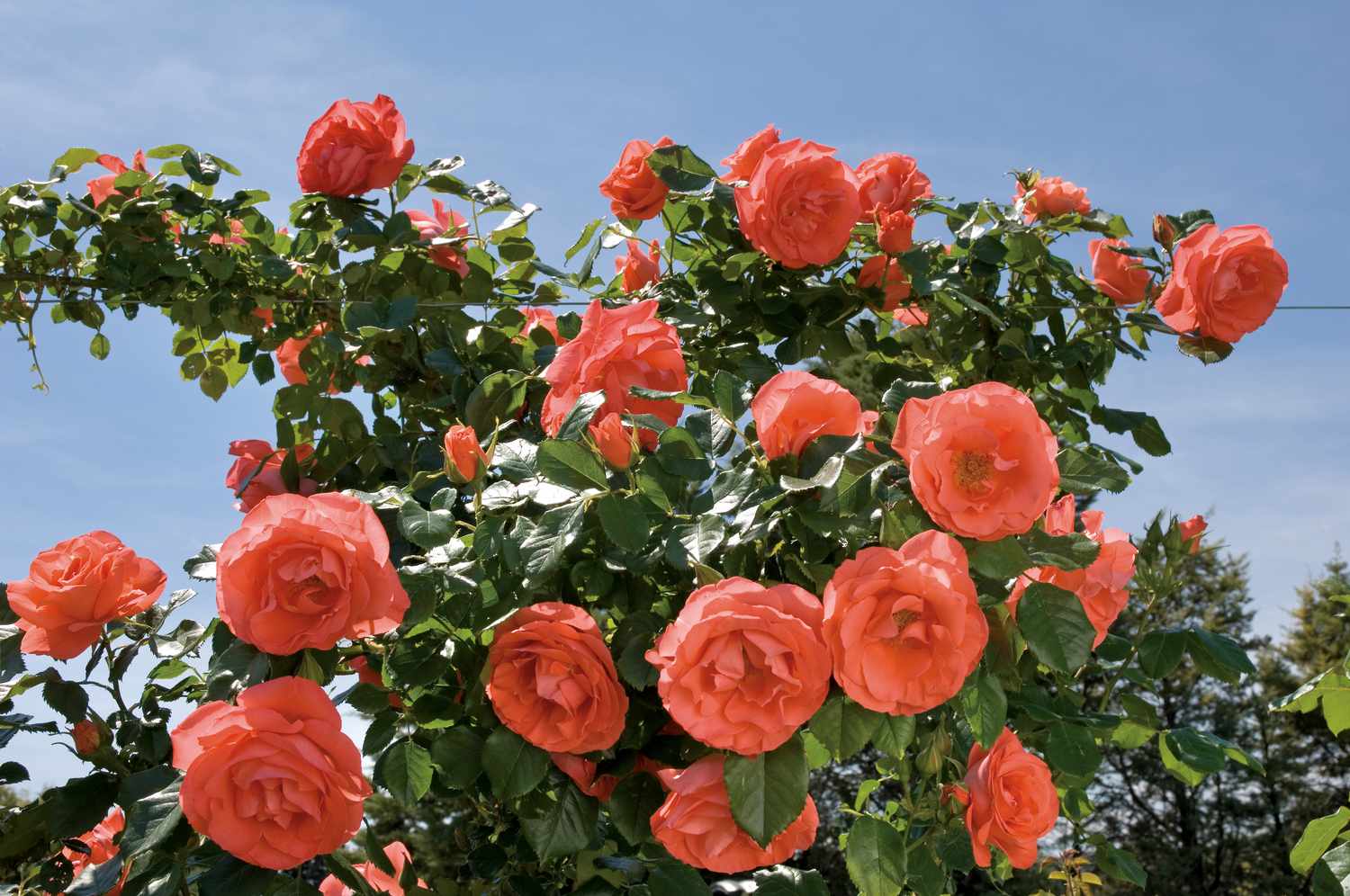 Roses Marmalade Skies® ‘Meimonblan’