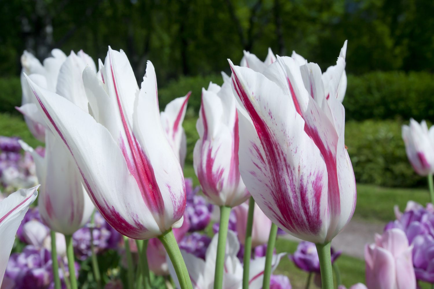 Tulipes de Grand Perfection