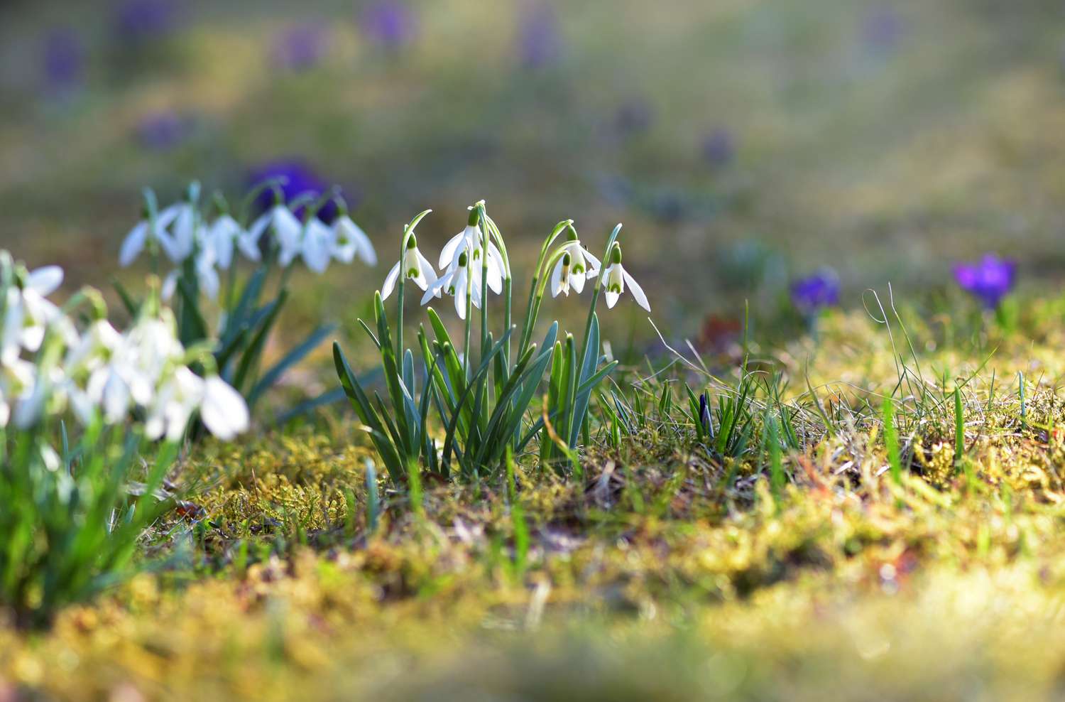 Plante de perce-neige avec de minuscules pétales blancs tombant sur des tiges fines.