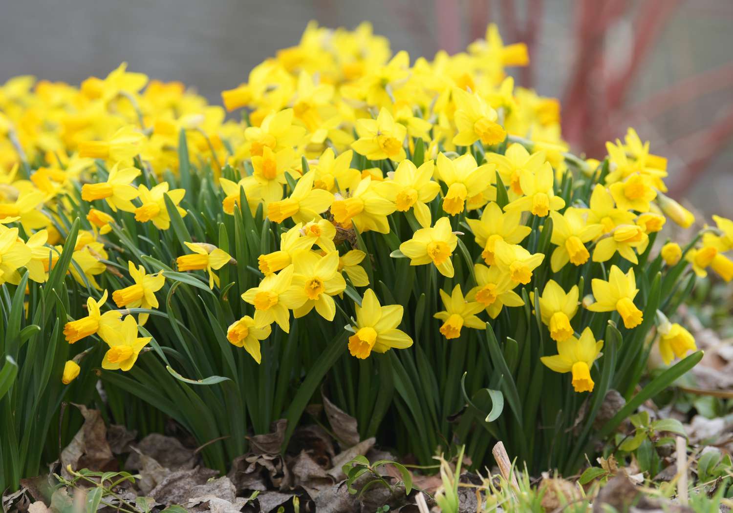 Plante de jonquille avec des fleurs jaunes en forme d'étoile regroupées dans le jardin