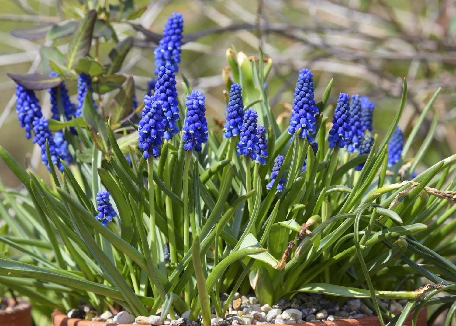 Plante de jacinthe de raisin avec des grappes de fleurs bleues en forme de clochettes entourées de longues feuilles.
