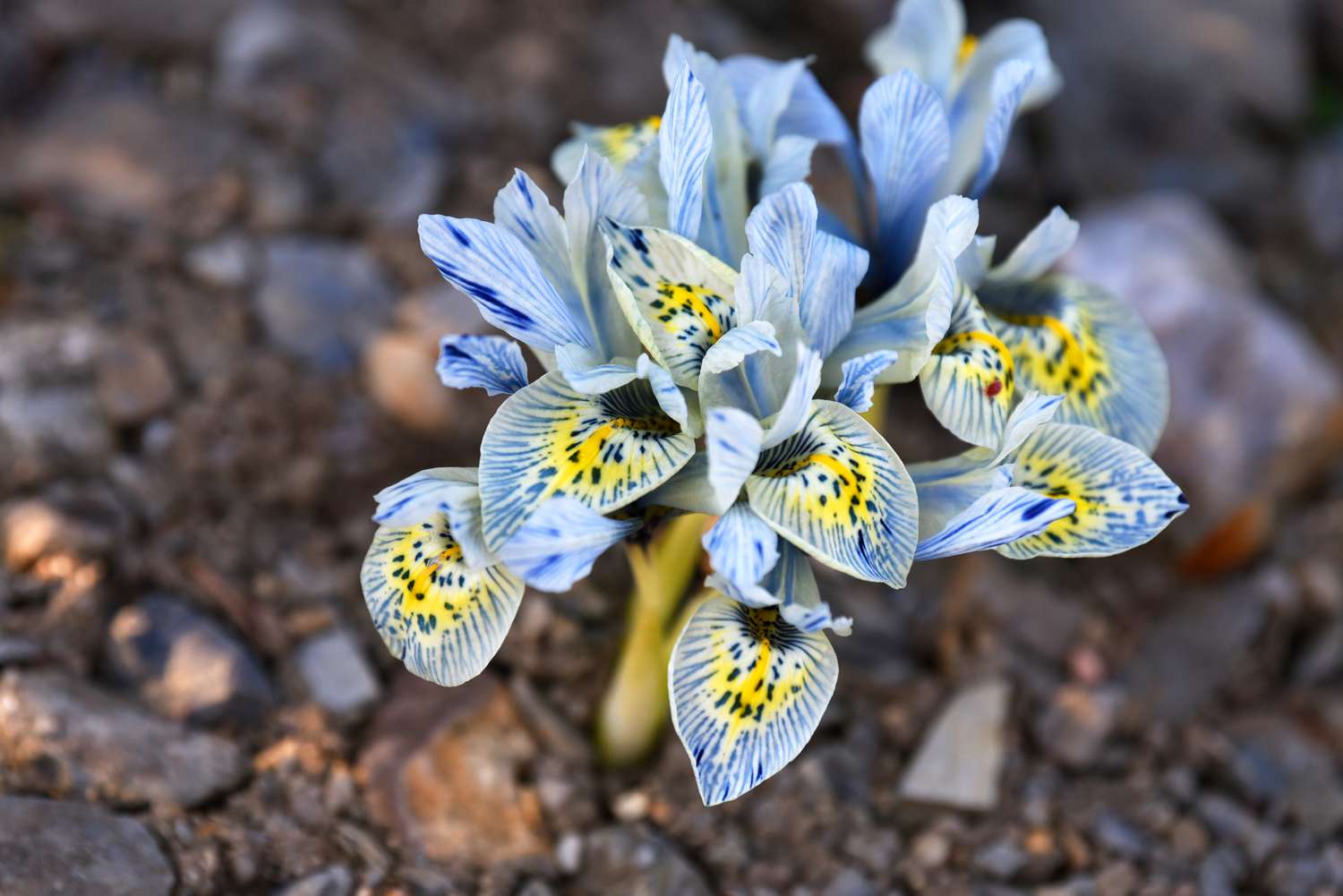 Plante d'iris réticulé avec des grappes de fleurs rayées et tachetées bleu et jaune.