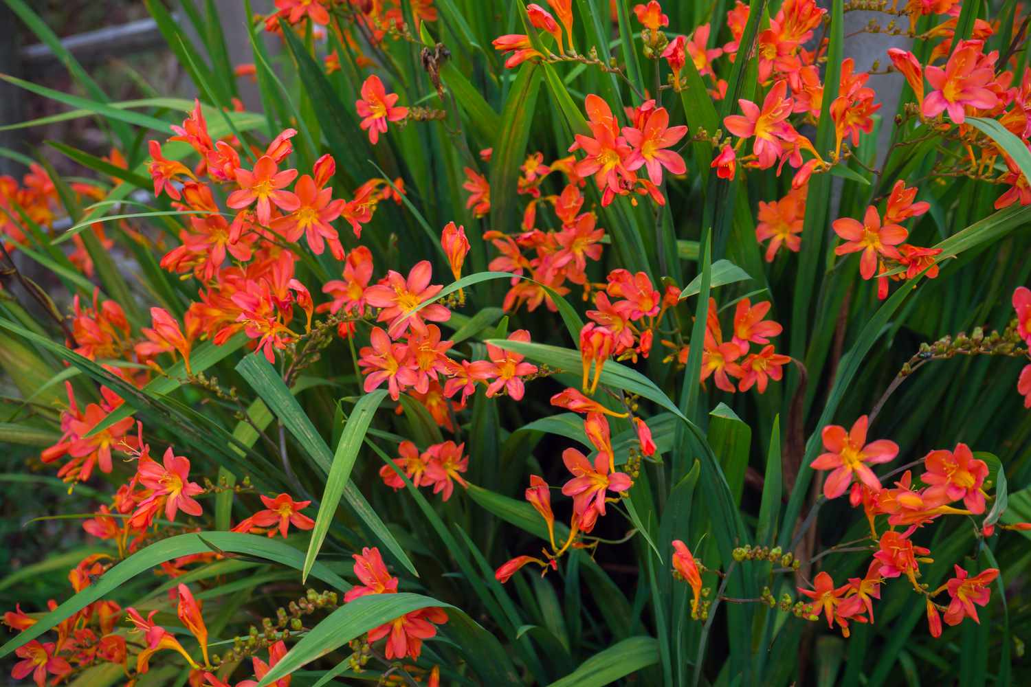 Crocosmia