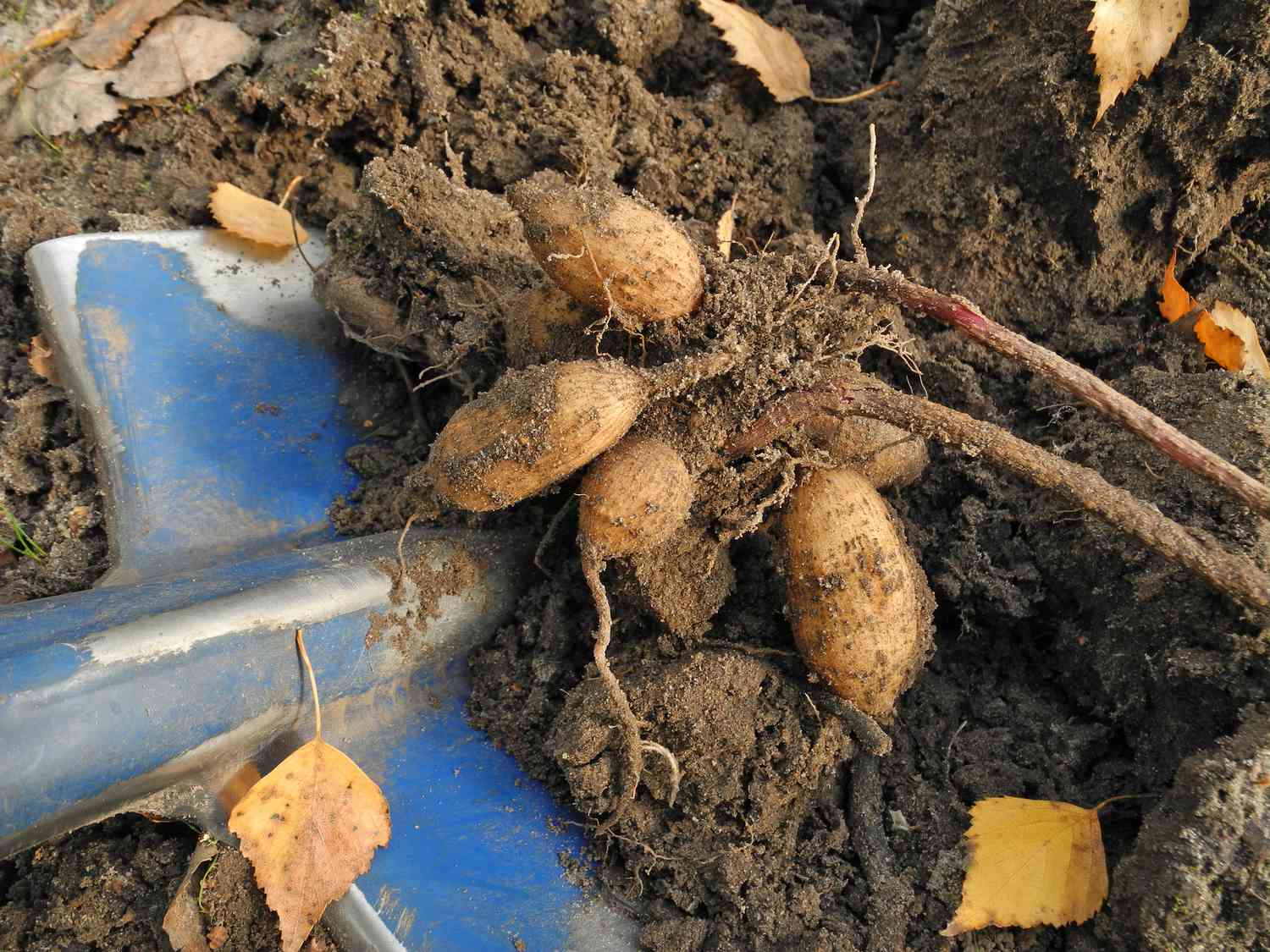 Déterrer des tubercules de dahlia