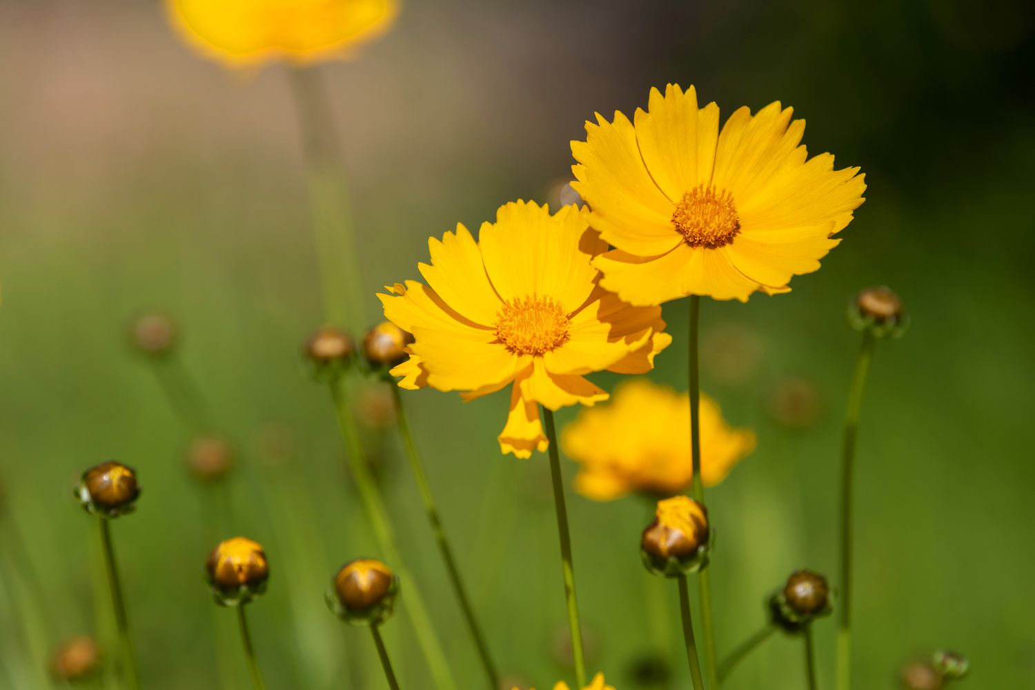 Plante de coreopsis avec de petites fleurs jaunes ressemblant à des marguerites