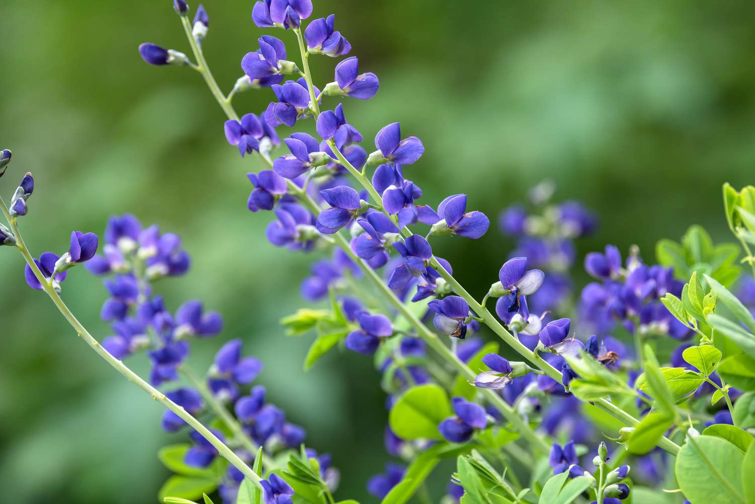 Plante de faux indigo avec de petites fleurs violettes sur de minces tiges