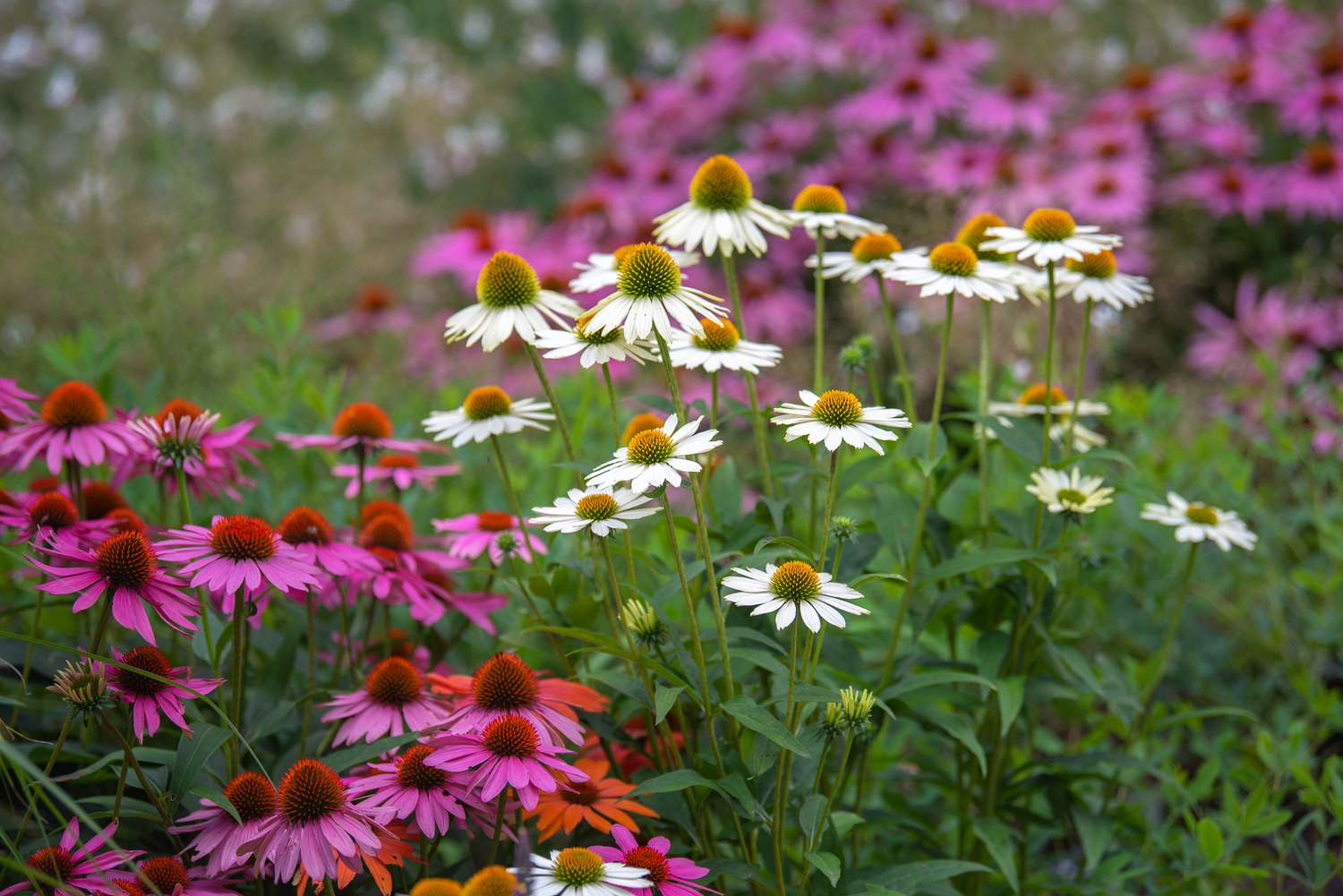 Plantes d'échinacée avec des fleurs roses et blanches