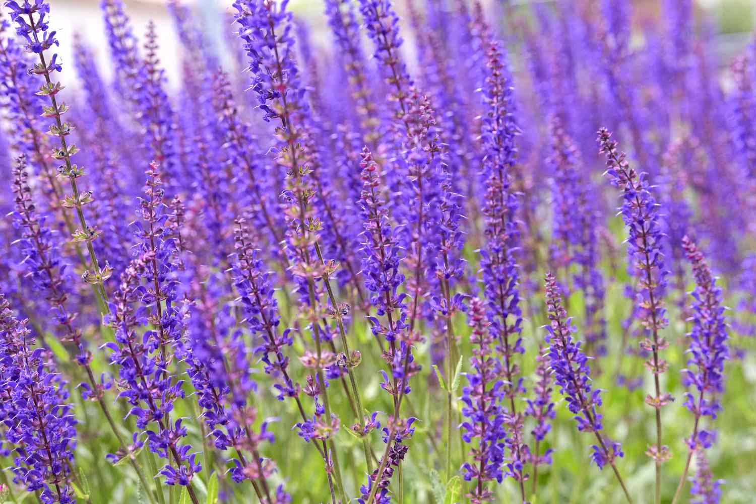 Plante de sauge avec des fleurs violettes sur de fines tiges