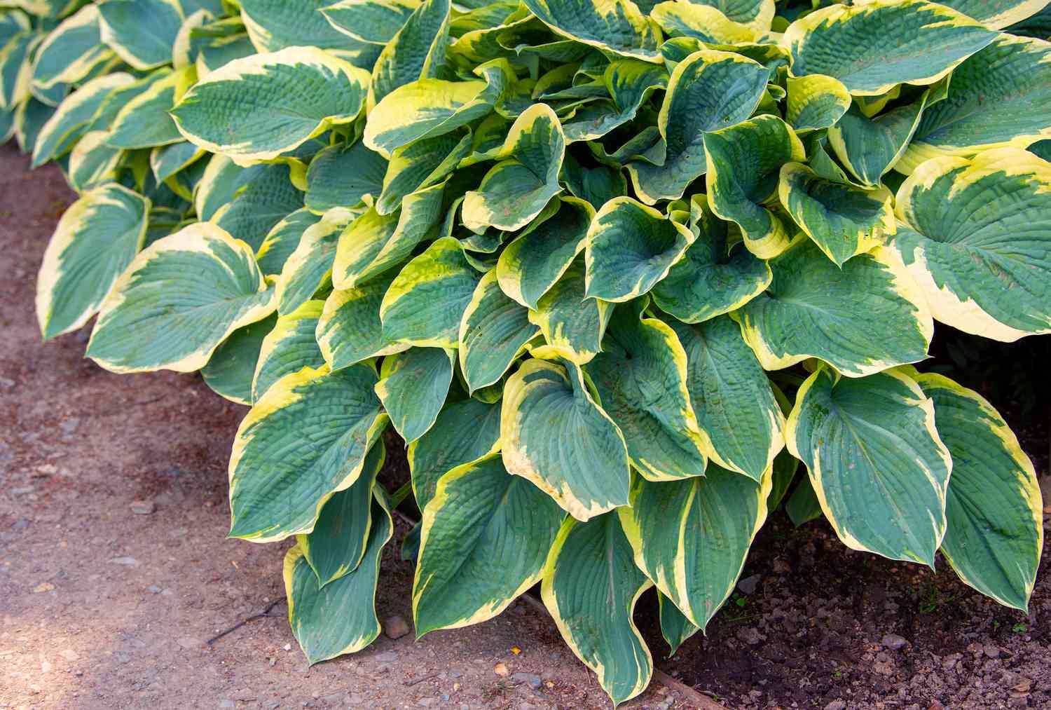 Plante d'hosta avec des feuilles vertes et jaunes