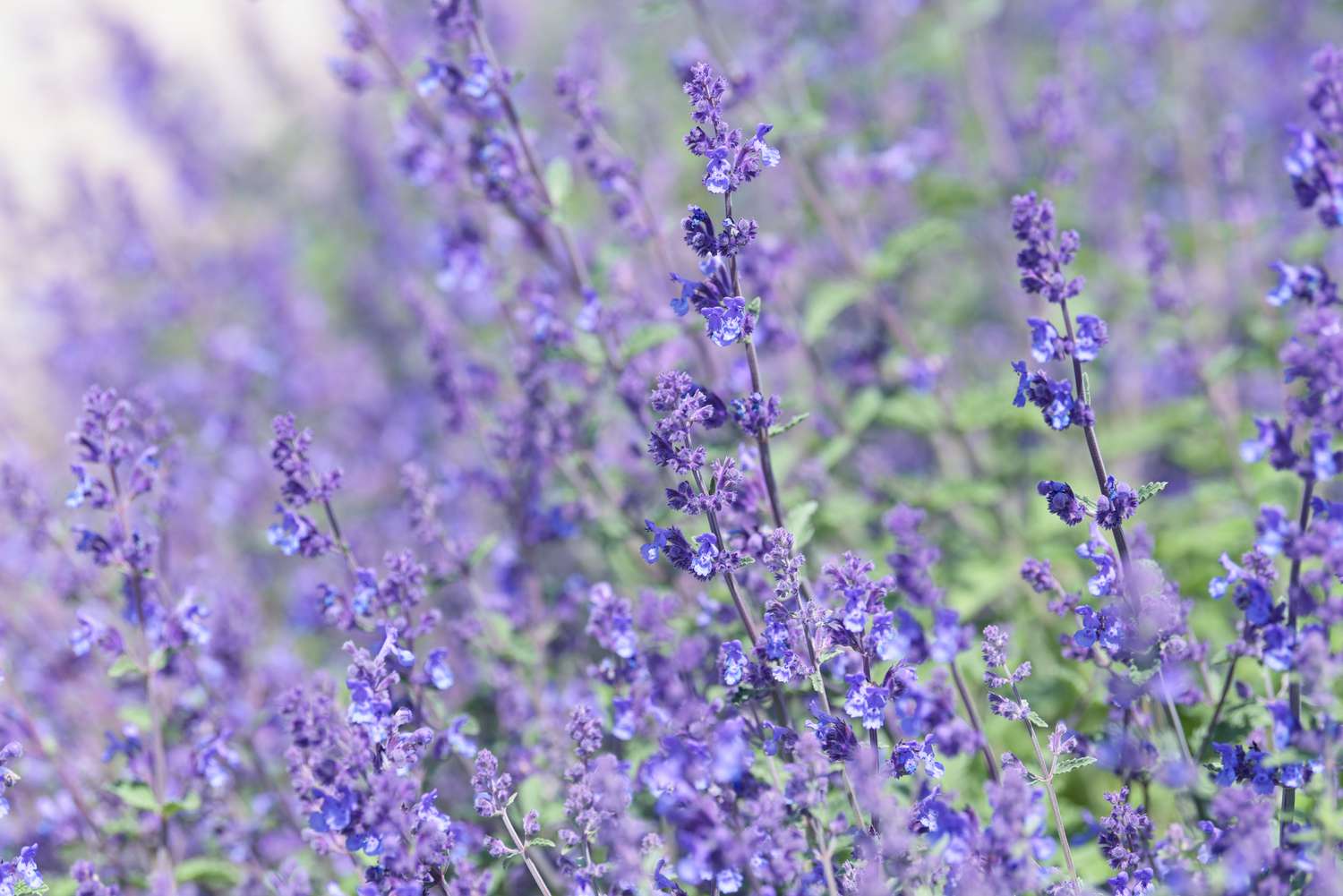 Plante de menthe à chat avec de petites fleurs violettes