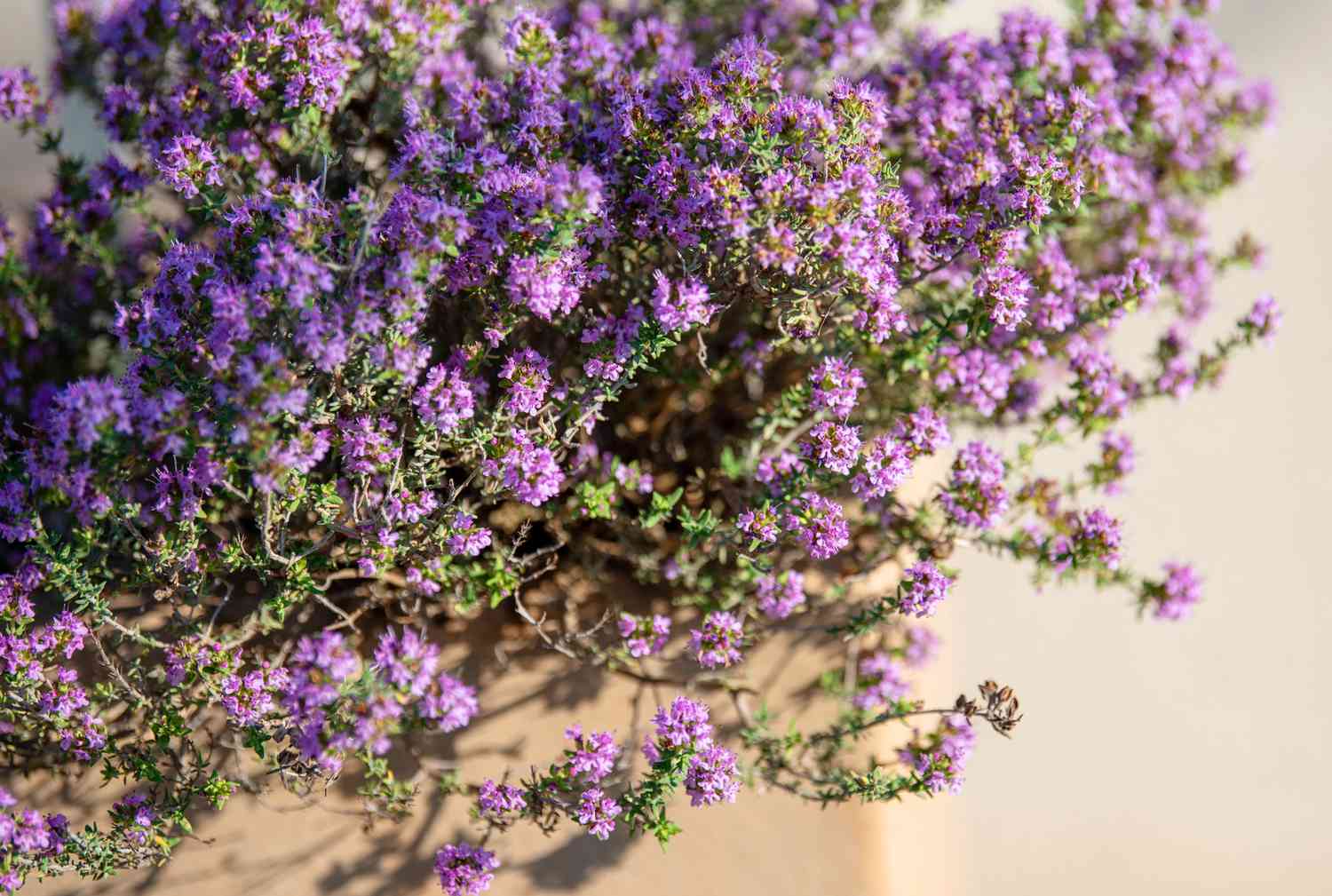 Plante de thym avec de petites fleurs violettes sur des tiges ligneuses