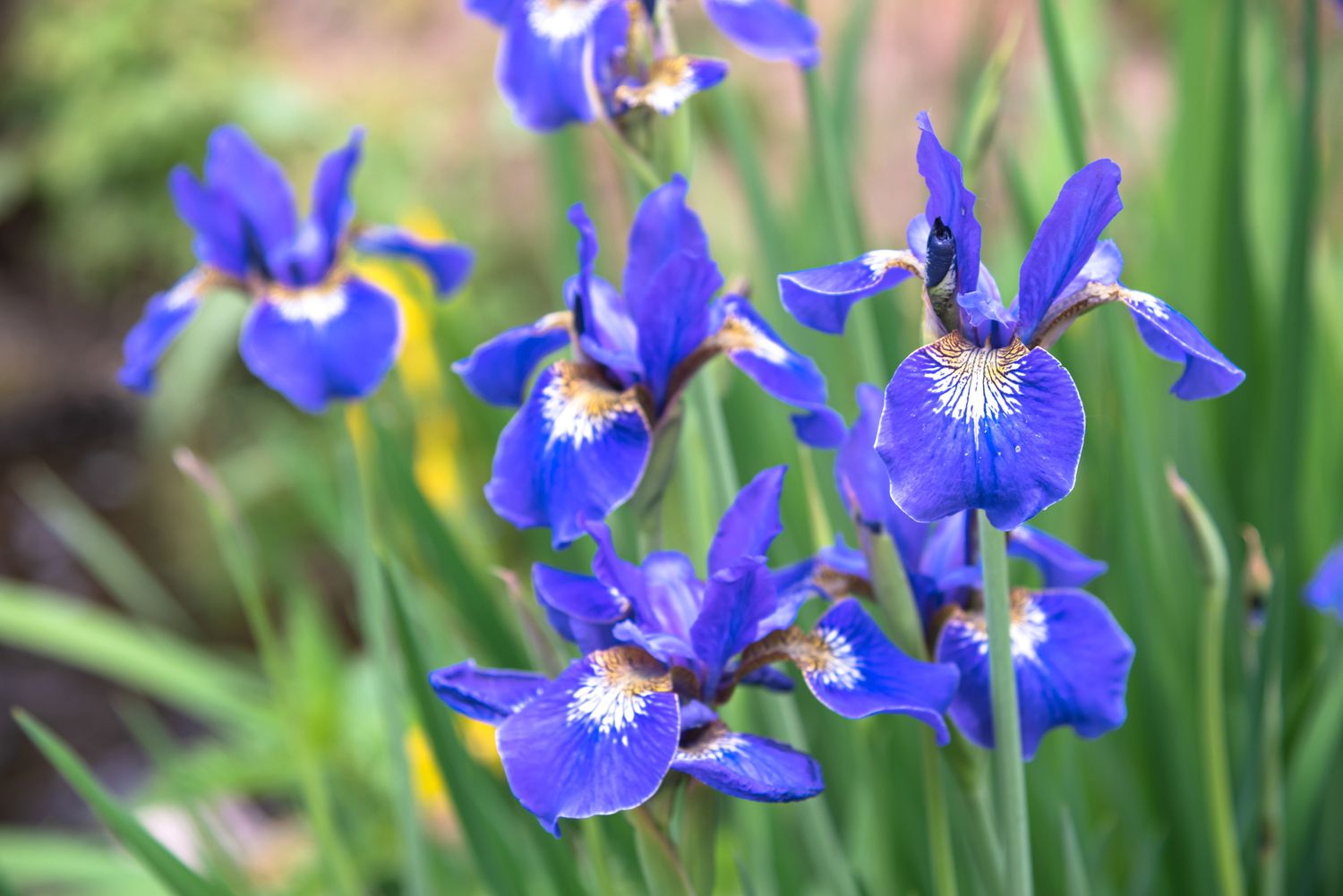 Plante d'iris de Sibérie avec des fleurs violettes et bleues