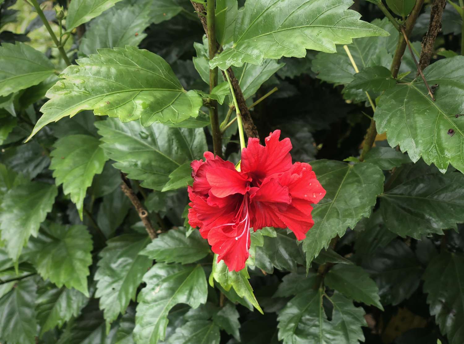 Hibiscus