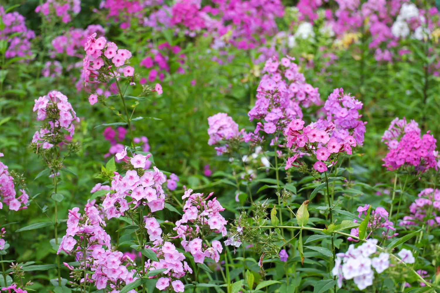 phlox