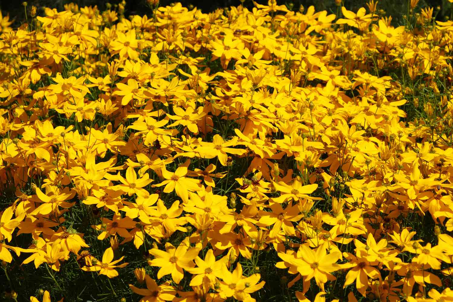 yellow coreopsis