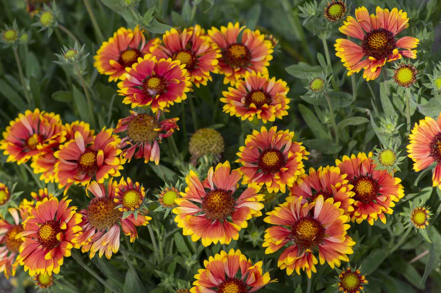 blanket flower