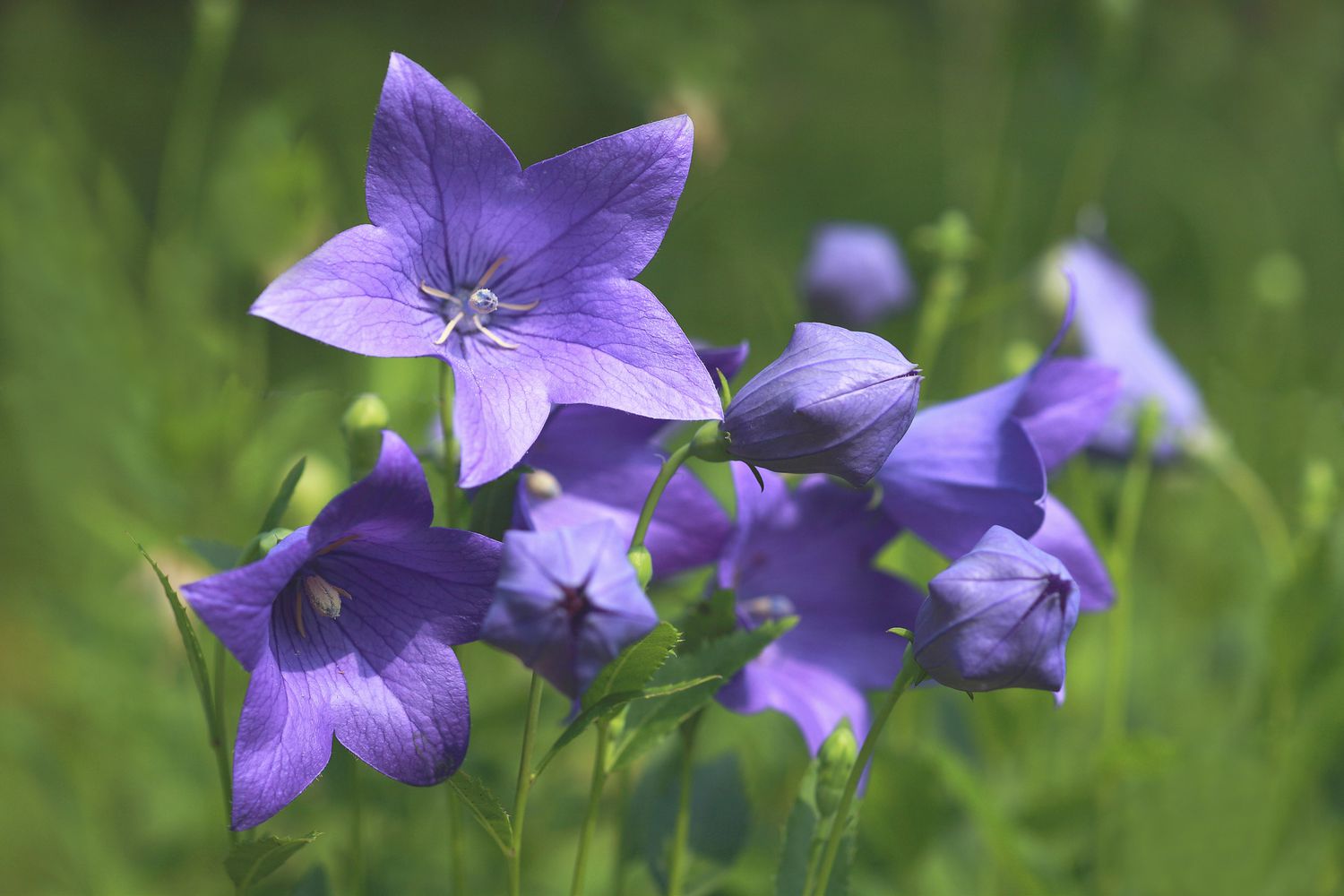 balloon flowers