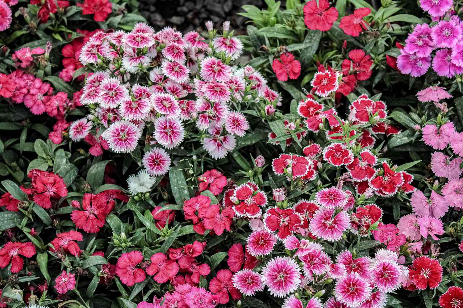 dianthus
